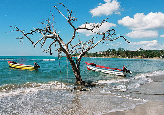 Tree and two boats on the beach